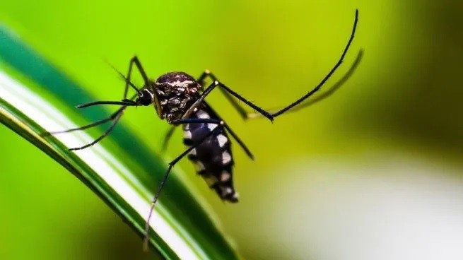 Dengue en Argentina: confirmaron cinco muertes en tres provincias y se agrava la situación epidemiológica