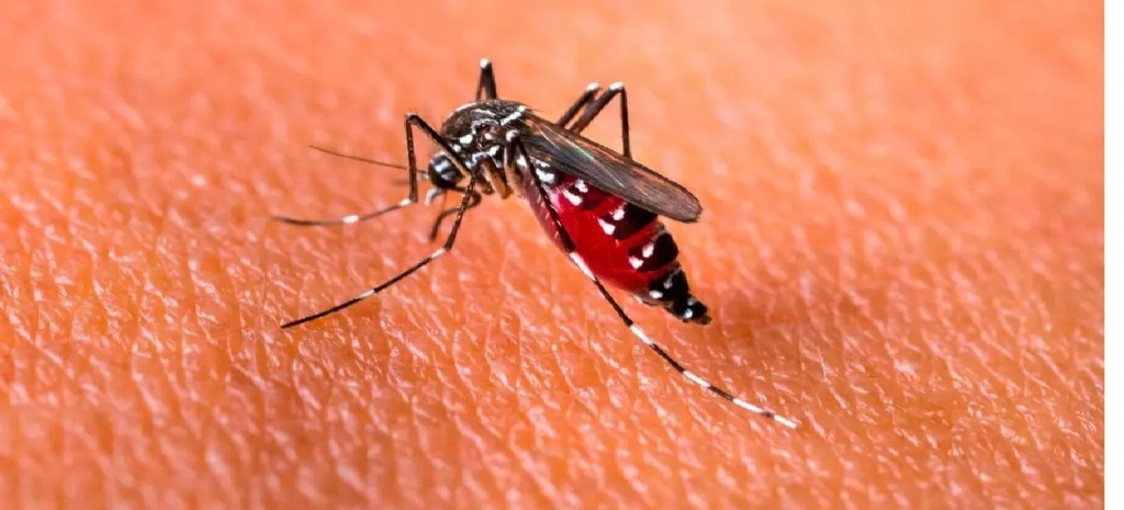 Tucumán: se multiplicaron los casos de dengue