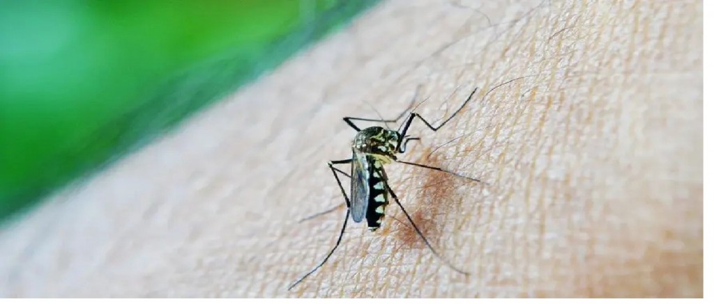Ya son 79 muertes en el país por Dengue