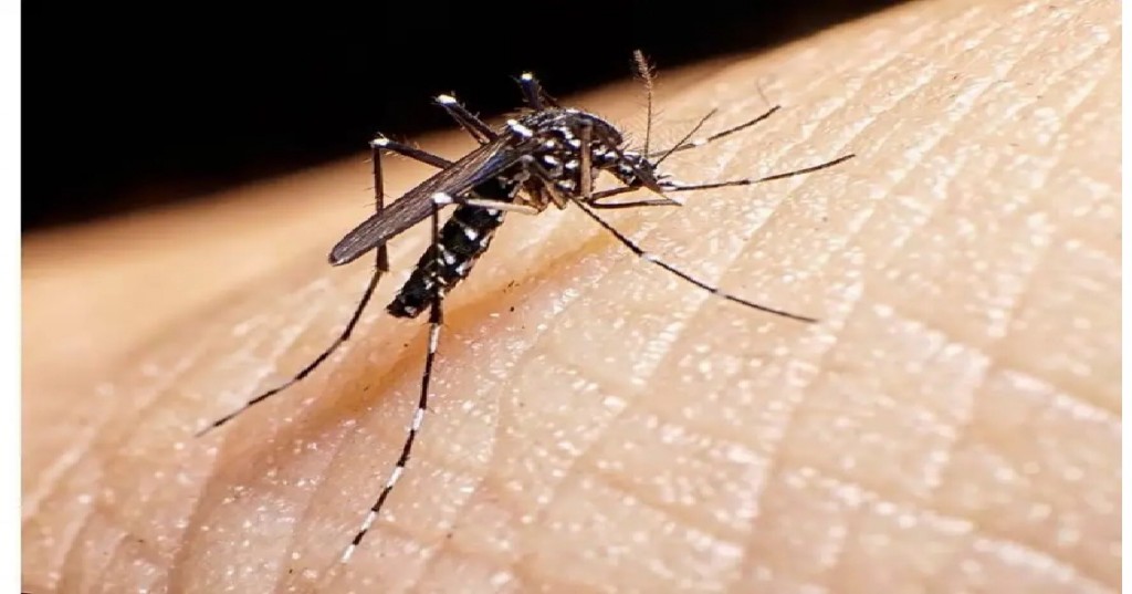 La  vacuna contra el dengue no debe ser parte del calendario