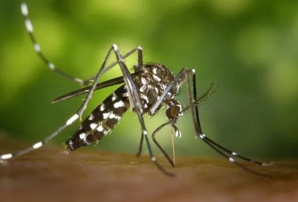 Brote de dengue en Argentina: ya son más de 230 mil los casos y 161 muertes