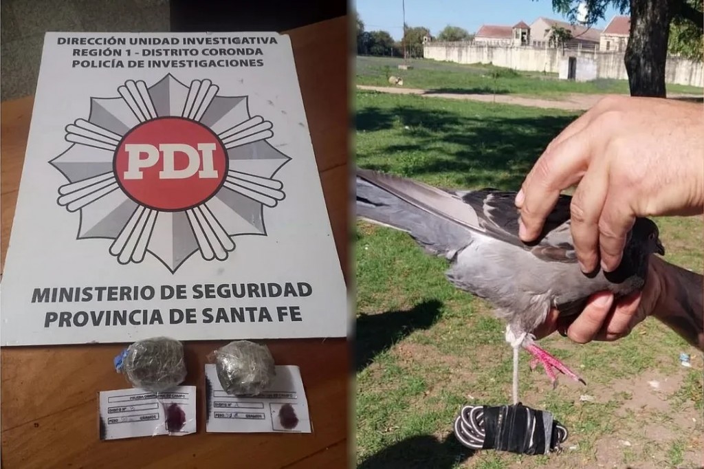 Santa Fe: Quisieron usar una paloma mensajera para entrar droga a la cárcel de Coronda