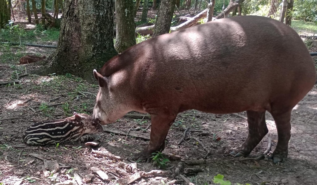 Guaycolec: rabia en un tapir, se toman medidas para prevenir casos en la reserva