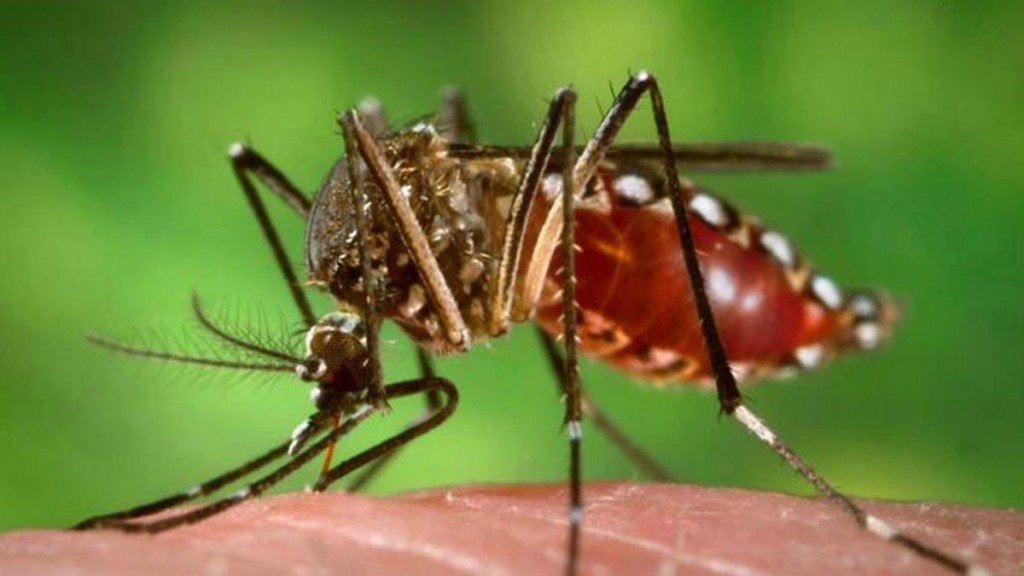 Corrientes gestiona con Nación la vacuna contra el dengue