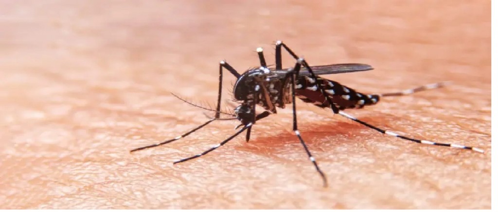 Tucumán: chica de 16 años muere por dengue 
