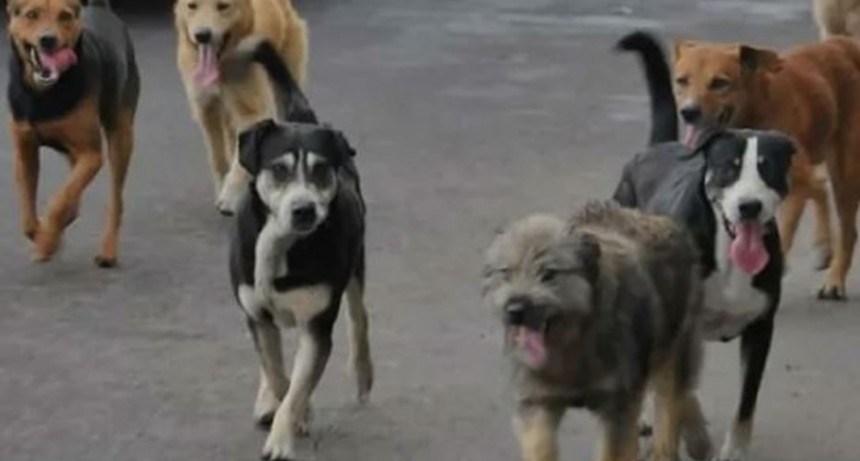  Corrientes: denuncian la muerte de 100 mascotas por intoxicación